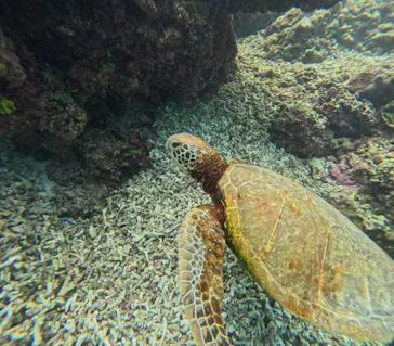 OCEAN LIFE 宮古島に投稿された画像（2026/8/2）
