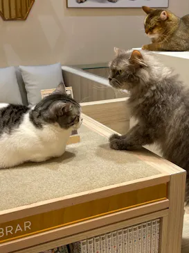 猫カフェモカ　イオンモール幕張新都心店に投稿された画像（2026/8/2）