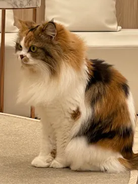 猫カフェモカ　イオンモール幕張新都心店に投稿された画像（2026/8/2）