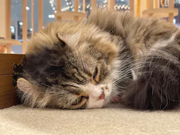 猫カフェモカ　イオンモール幕張新都心店に投稿された画像（2026/8/2）