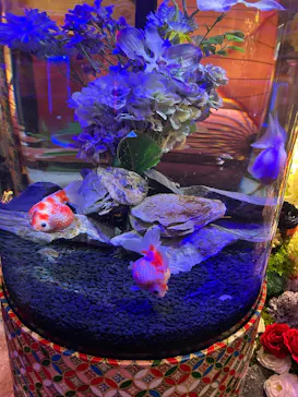 UWS AQUARIUM GA☆KYOに投稿された画像（2026/8/2）