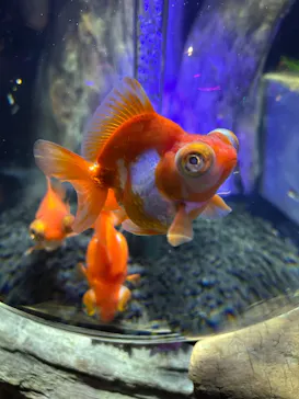 UWS AQUARIUM GA☆KYOに投稿された画像（2026/8/2）