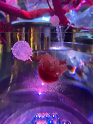 UWS AQUARIUM GA☆KYOに投稿された画像（2026/8/2）