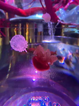 UWS AQUARIUM GA☆KYOに投稿された画像（2026/8/2）