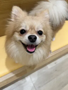 いぬカフェRio 秋葉原店に投稿された画像（2026/8/2）