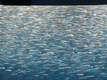 名古屋港水族館に投稿された画像（2026/8/2）