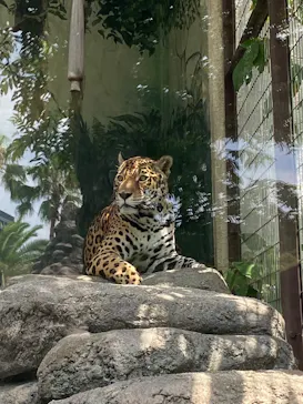 天王寺動物園に投稿された画像（2026/8/2）