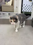 猫カフェモカ イオンモール神戸北店に投稿された画像（2026/8/3）