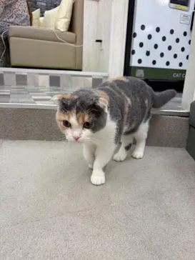 猫カフェモカ イオンモール神戸北店に投稿された画像（2026/8/2）