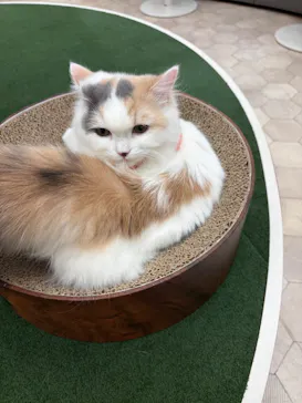 猫カフェモカ イオンモール神戸北店に投稿された画像（2026/8/2）