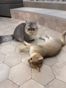 猫カフェモカ イオンモール神戸北店に投稿された画像（2026/8/2）