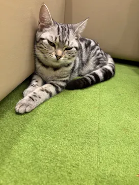 猫カフェモカ イオンモール神戸北店に投稿された画像（2026/8/2）