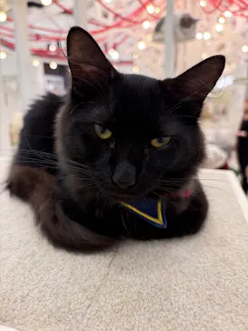 猫カフェモカ イオンモール神戸北店に投稿された画像（2026/8/2）