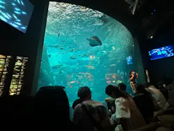 新江ノ島水族館に投稿された画像（2026/8/2）