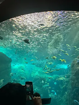 新江ノ島水族館に投稿された画像（2026/8/2）