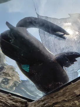 京都水族館に投稿された画像（2026/8/2）