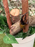 TOMUSHIのカブクワすごいぞ!! in けやきひろばに投稿された画像（2026/8/3）