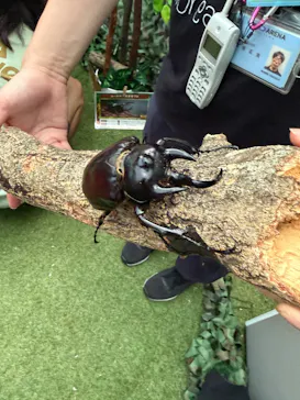 TOMUSHIのカブクワすごいぞ!! in けやきひろばに投稿された画像（2026/8/3）