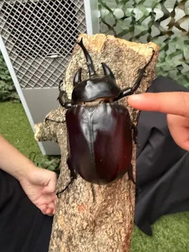 TOMUSHIのカブクワすごいぞ!! in けやきひろばに投稿された画像（2026/8/3）