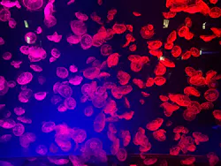 名古屋港水族館に投稿された画像（2026/8/3）
