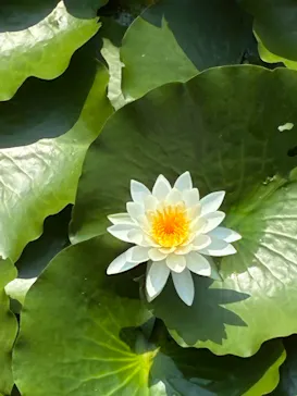 三溪園に投稿された画像（2026/8/3）