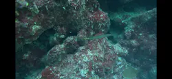 武藤潜水に投稿された画像（2026/8/3）