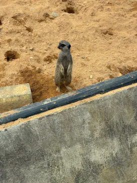 いしかわ動物園に投稿された画像（2026/8/3）
