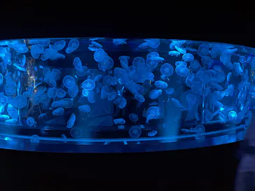 京都水族館に投稿された画像（2026/8/3）
