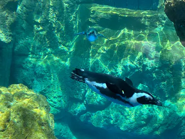 京都水族館に投稿された画像（2026/8/3）