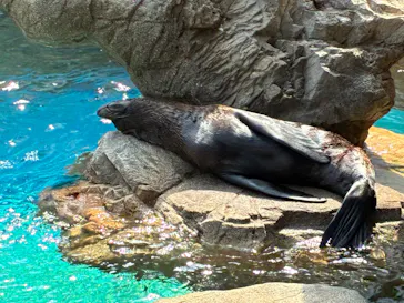 京都水族館に投稿された画像（2026/8/3）