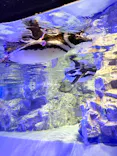すみだ水族館に投稿された画像（2026/8/3）
