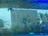 サンシャイン水族館に投稿された画像（2026/8/3）