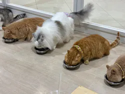 Cat Café MOFF 静岡PARCO店に投稿された画像（2026/8/3）