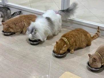 Cat Café MOFF 静岡PARCO店に投稿された画像（2026/8/3）