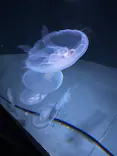 サンシャイン水族館に投稿された画像（2026/8/3）