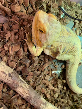 Moff animal cafe イオンモール幕張新都心店に投稿された画像（2026/8/3）