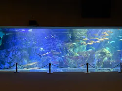 大分マリーンパレス水族館 「うみたまご」に投稿された画像（2026/8/3）