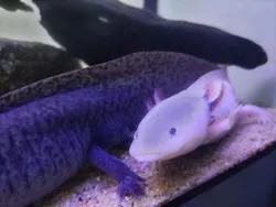 サンシャイン水族館に投稿された画像（2026/8/3）
