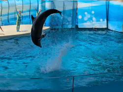 新江ノ島水族館に投稿された画像（2026/8/3）
