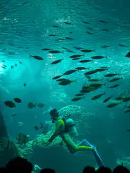 新江ノ島水族館に投稿された画像（2026/8/3）