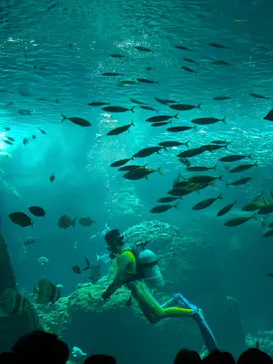 新江ノ島水族館に投稿された画像（2026/8/3）