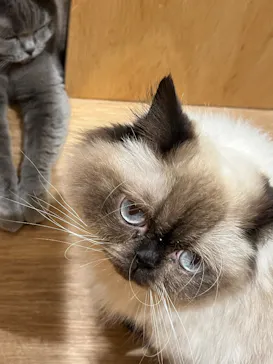 Cat Café MOFF コクーンシティさいたま新都心店に投稿された画像（2026/8/3）