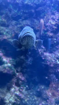 串本海中公園水族館に投稿された画像（2026/8/3）