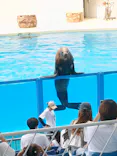 伊豆・三津シーパラダイスに投稿された画像（2026/8/3）