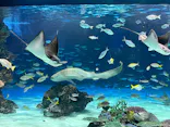 サンシャイン水族館に投稿された画像（2026/8/3）
