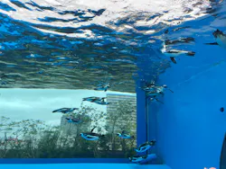 サンシャイン水族館に投稿された画像（2026/8/3）