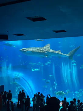沖縄美ら海水族館に投稿された画像（2026/8/3）