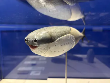 特別展　大絶滅展に投稿された画像（2026/8/3）