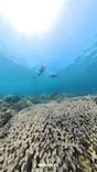 奄美海族塾に投稿された画像（2026/8/4）
