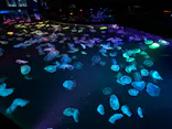 すみだ水族館に投稿された画像（2026/8/4）